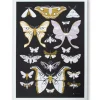 Cheap Moths Signed Poster Science And Nature