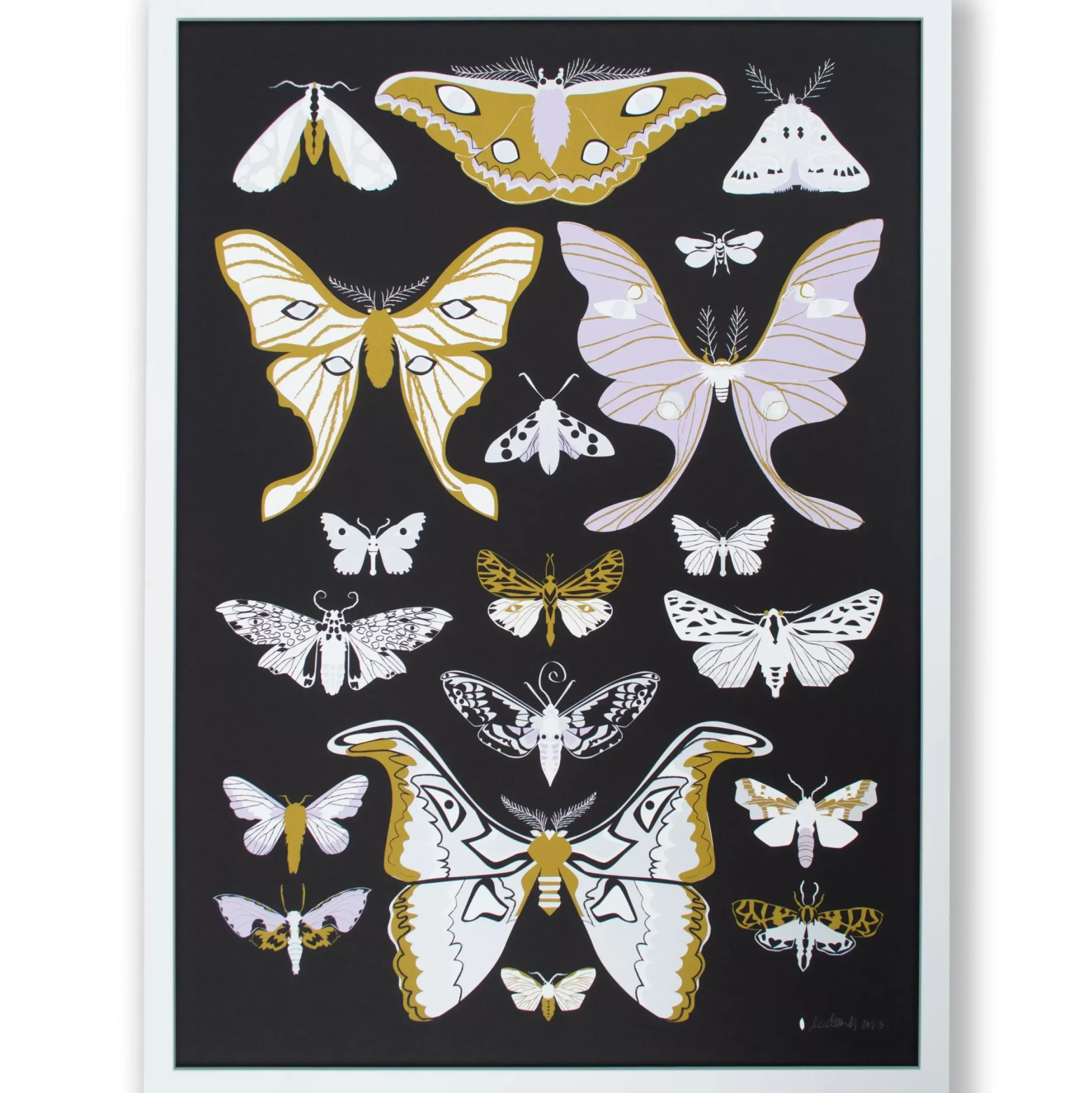 Cheap Moths Signed Poster Science And Nature
